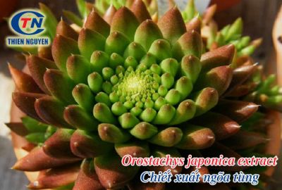 Chiết xuất ngõa tùng - Orostachys japonica extract